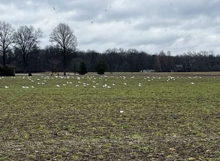 Norman Conservation Club