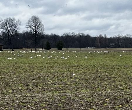 Norman Conservation Club