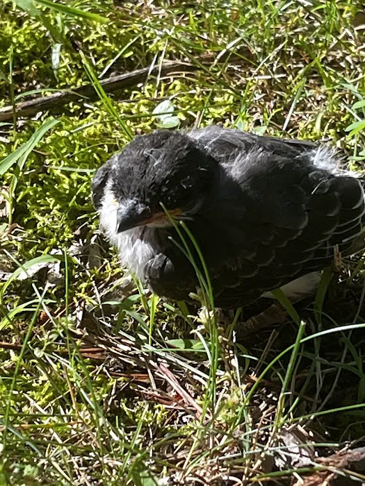 Norman Conservation Club Picture 8