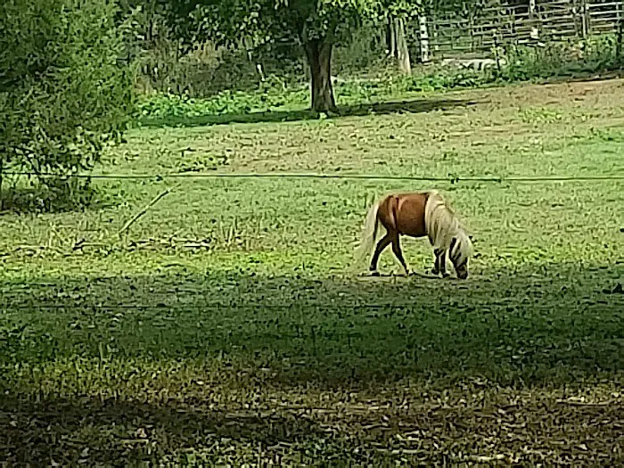 River Road RV Prk & Horse Cmp Picture 4