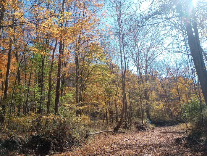 Yellowwood State Forest Camp Sites Picture 9