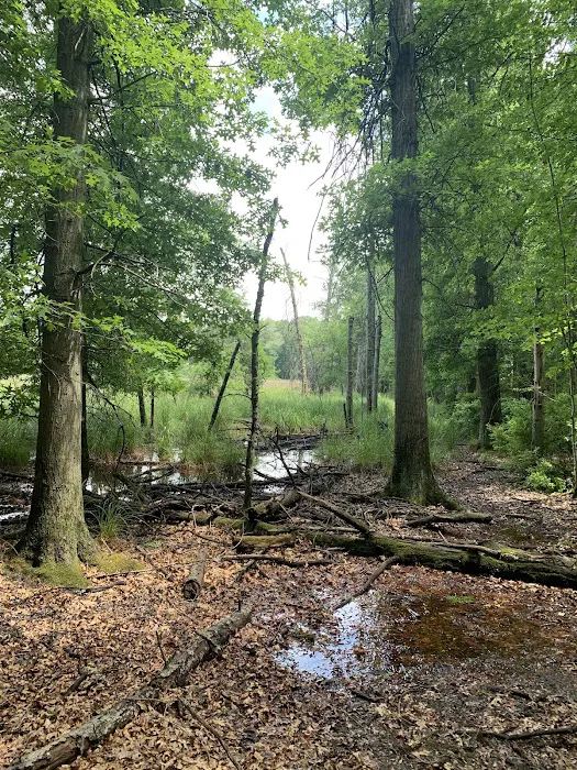 Ely Lake Campground Picture 4