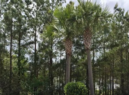 Bellamy Place Mobile Home Park