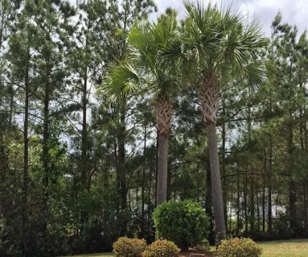 Bellamy Place Mobile Home Park