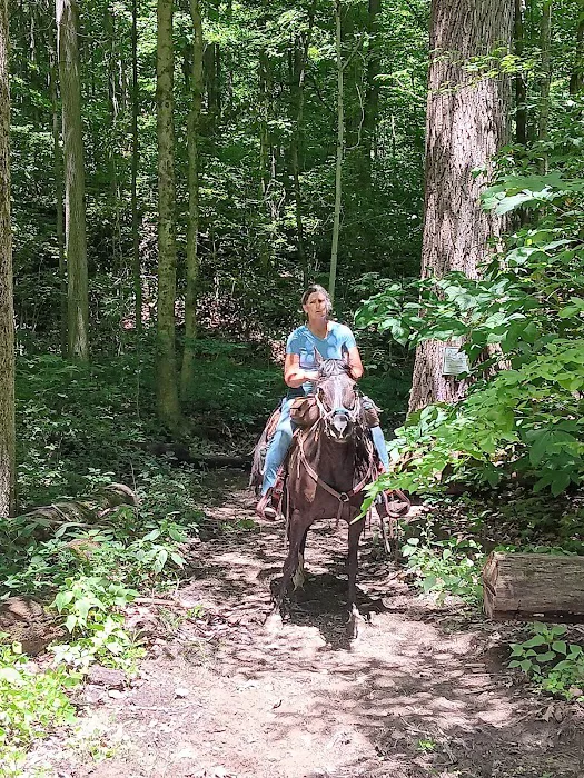 Salamonie River State Forest Family Campground Picture 4