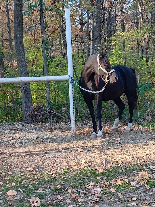 Salamonie River State Forest Horseman's Camp Picture 1