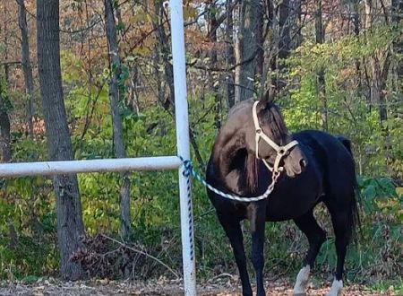 Salamonie River State Forest Horseman's Camp