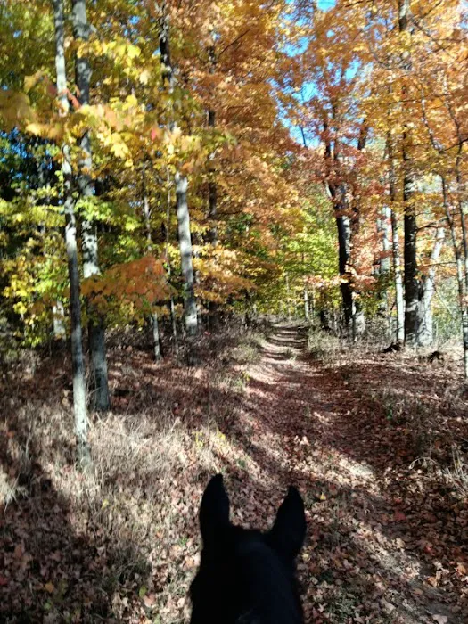 Salamonie River State Forest Horseman's Camp Picture 5