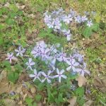 Honeycomb Haven Rv Park