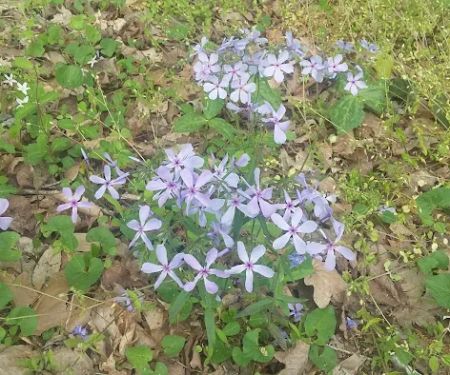 Honeycomb Haven Rv Park