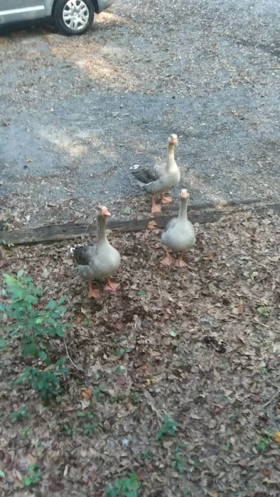 River Bottom Farms Family Campground Picture 7
