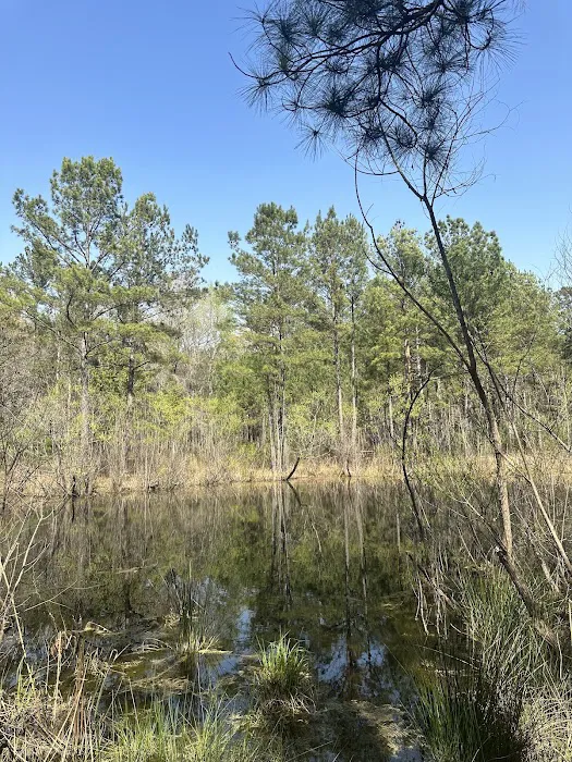 Longleaf Campground Picture 5