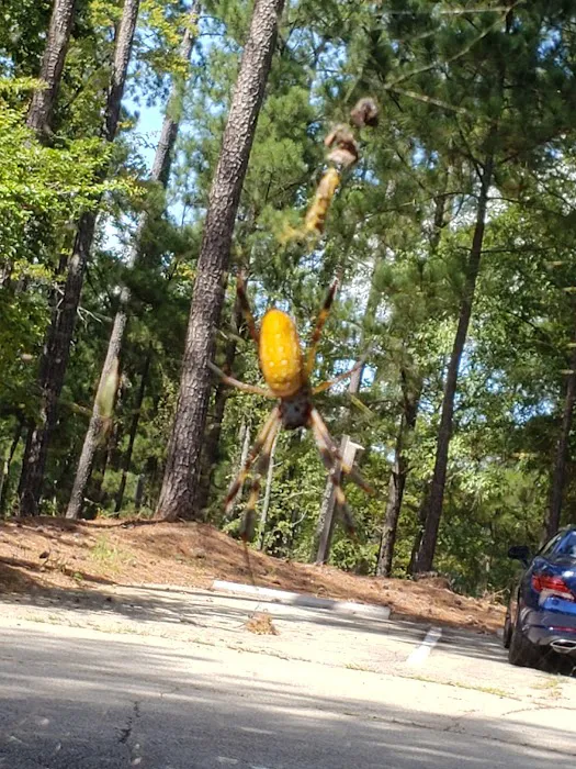 LAKE SPRINGS Picture 6