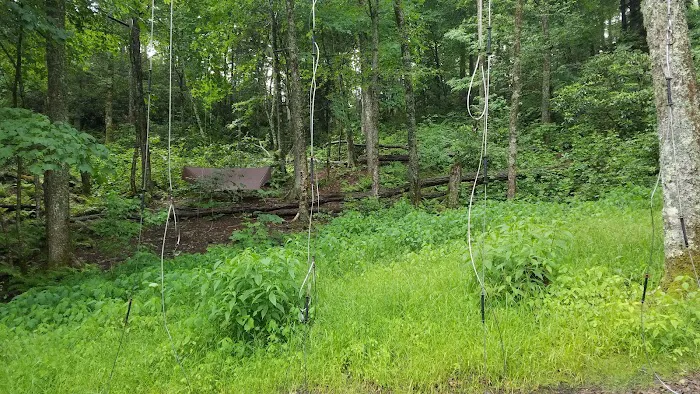 Cosby Knob Shelter Picture 8