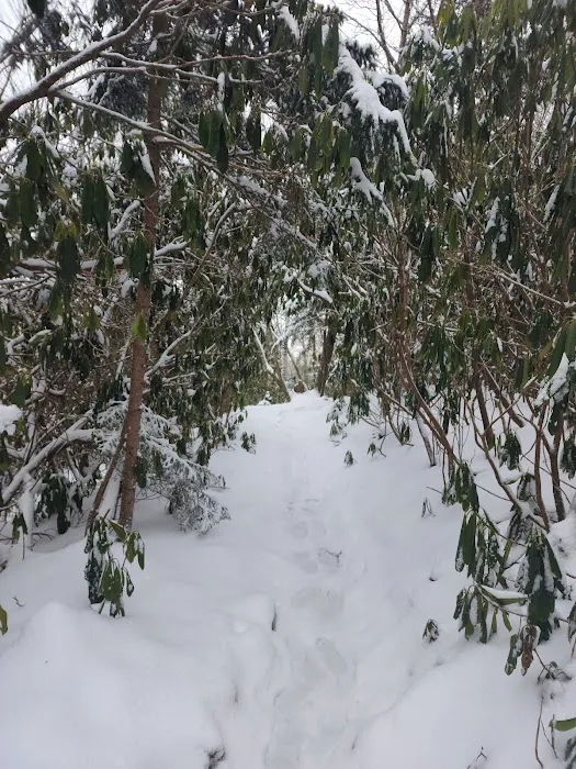 Cosby Knob Shelter Picture 9