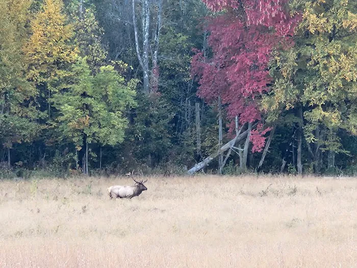 Cataloochee Campground Picture 5