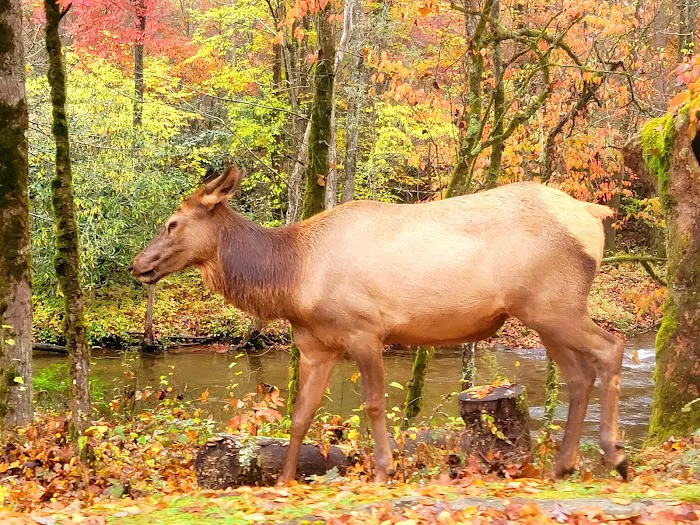 Cataloochee Campground Picture 4