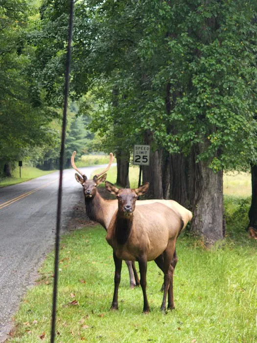 Cataloochee Horse Camp Picture 6