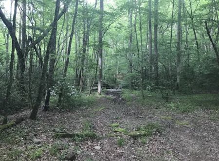 Backcountry Camp 41