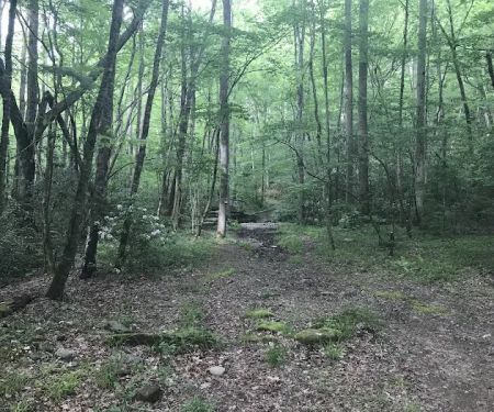Backcountry Camp 41