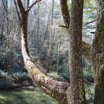 West Fork Campground