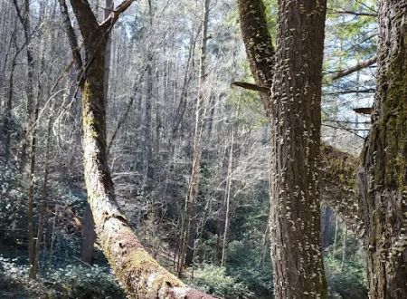 West Fork Campground