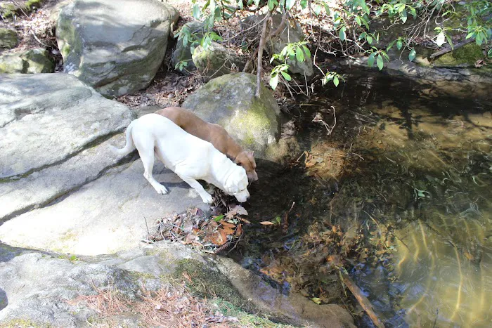 Sarah's Creek Campground Picture 8