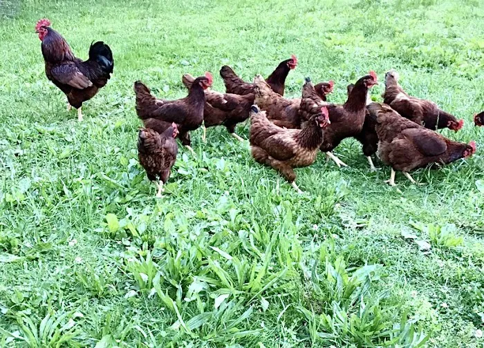 Skip A Stone Farm Picture 1