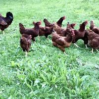Skip A Stone Farm ico