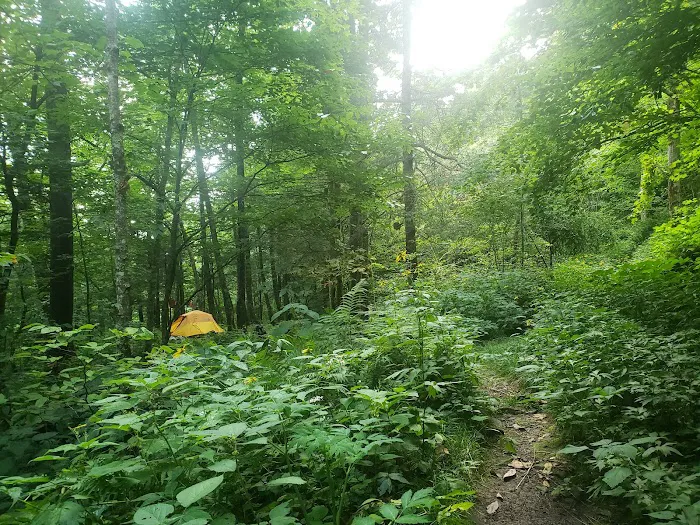 Backcountry Campsite #29 Picture 1