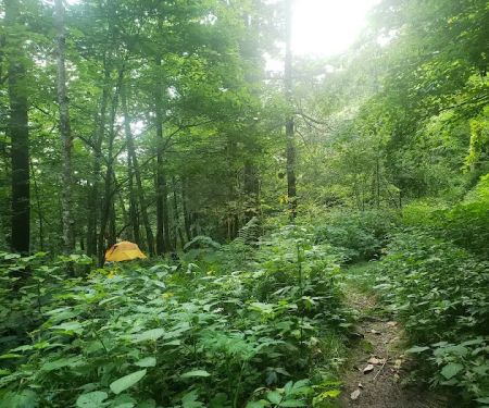 Backcountry Campsite #29