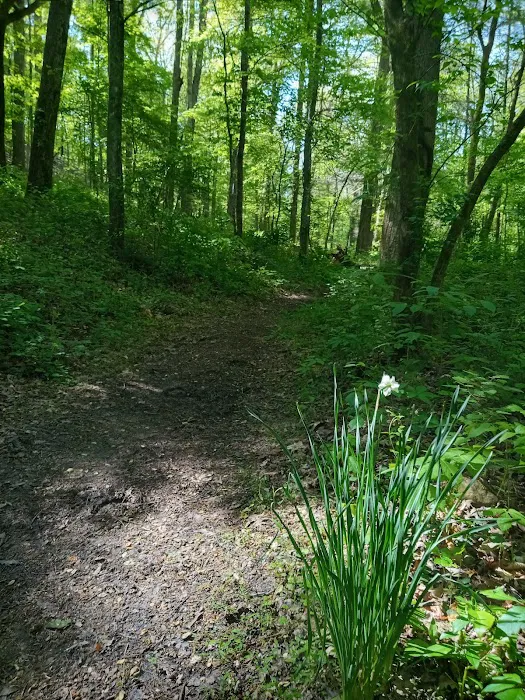 Norris Dam East Campgrounds Picture 3