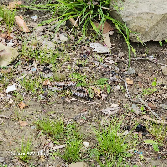 HOOTERHILLS Picture 10
