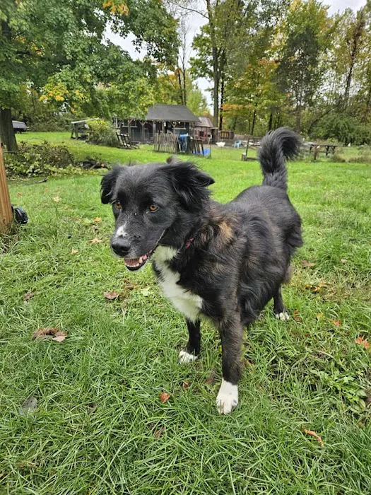 A Waggin' Good Time At Mellow Acres Picture 3