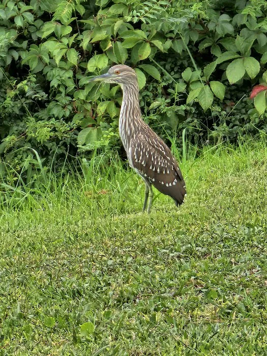 Inlet Oaks Village Picture 4