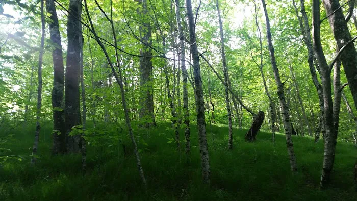 The Hohenwald Hideaway Picture 5