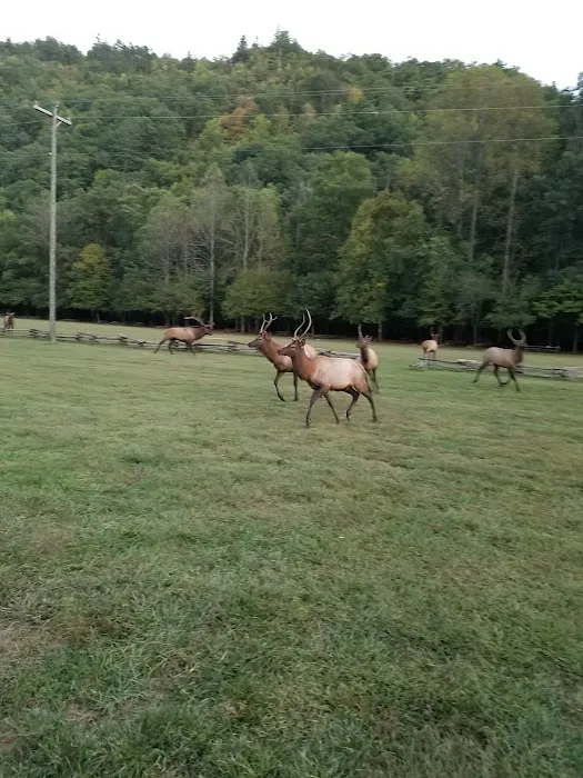Welch Family Campground Picture 2