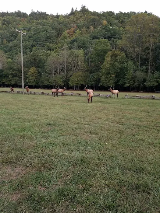 Welch Family Campground Picture 4