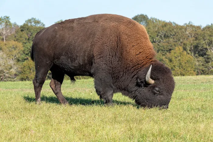 Bama Bison RV Park & Farm Picture 5