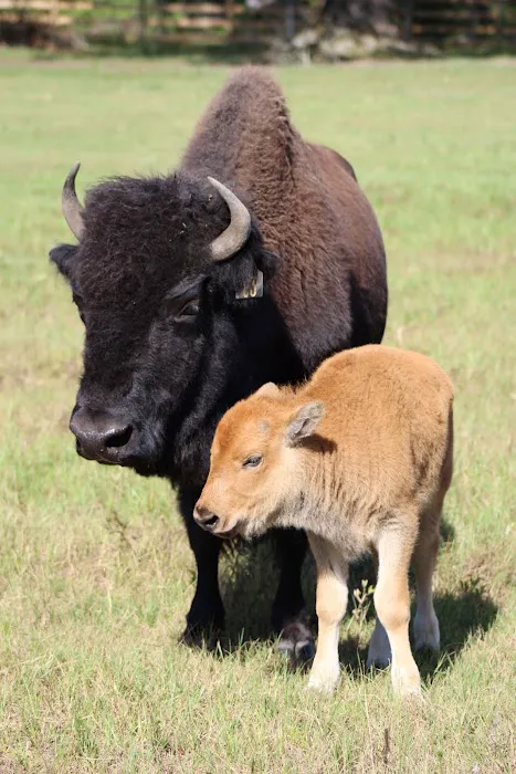 Bama Bison RV Park & Farm Picture 6