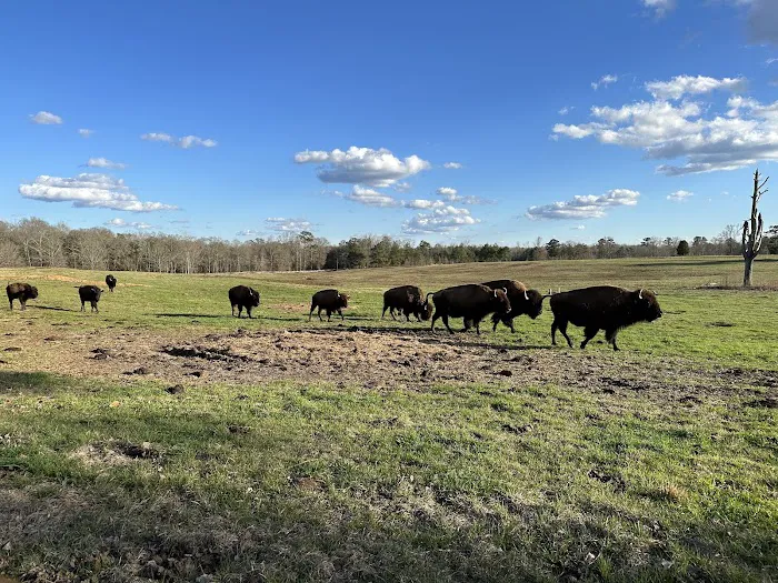 Bama Bison RV Park & Farm Picture 9