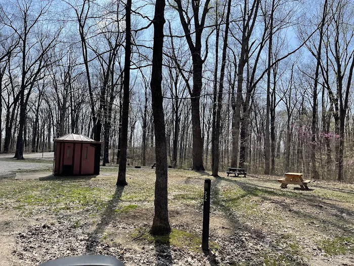 Martin State Forest Campground Picture 6