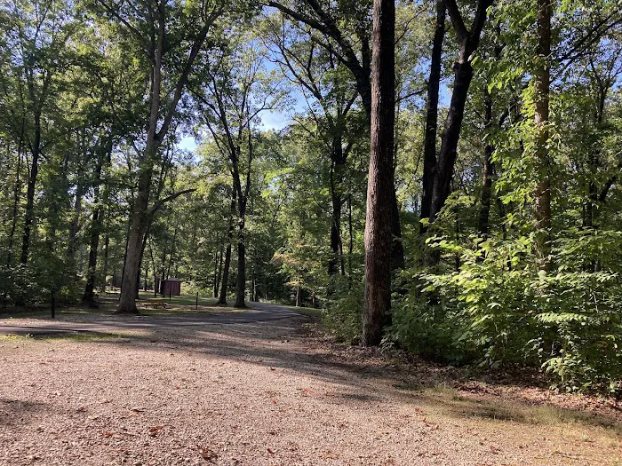 Martin State Forest Campground Picture 4