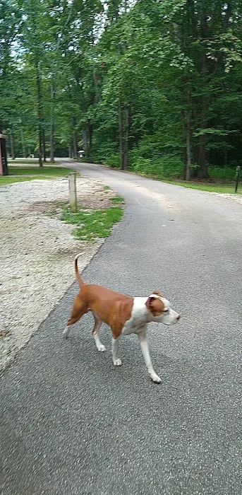 Martin State Forest Campground Picture 10