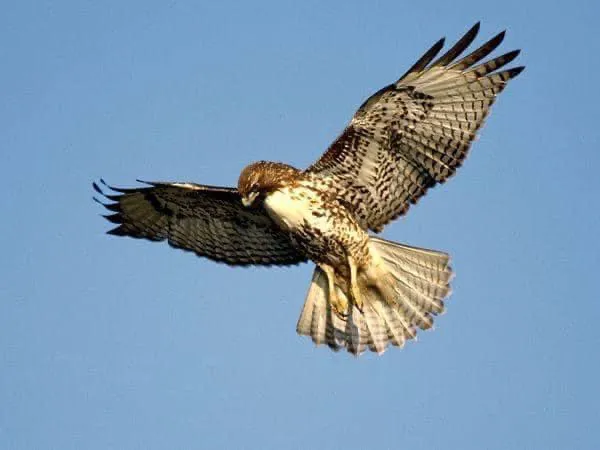 Hawks RV Park Picture 7