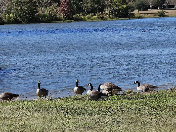Logan Martin Lake RV Resort Picture 7