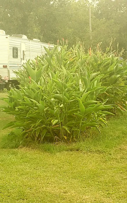 Pecan Grove RV Park Picture 8