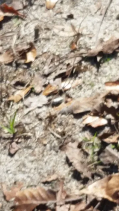 Mount Moriah Campgrounds Picture 7