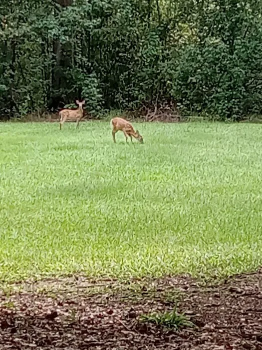 Hesters Ferry Campground Picture 4