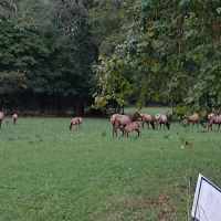 Tow String Horse Camp ico